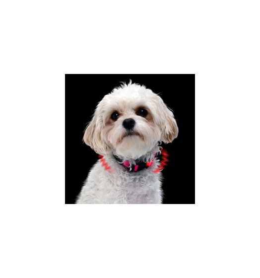 Nite Dawg XS LED Dog Collar 