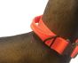 UKOM Onie Canine Safety / Glow Dog Collar