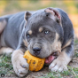 Industrial Dog Gear Chew Toy And Treat Dispenser
