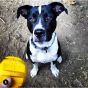 Industrial Dog Gear Chew Toy And Treat Dispenser