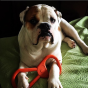 Sodapup Can Opener Tug Toy