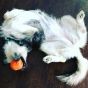 mutts-kick-butt-roast-turkey
