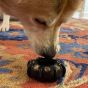 sodapup-black-tyre-with-a-dog-eating-out-of-it