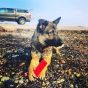 USA-K9 Shot Shell Durable Chew Toy & Treat Dispenser