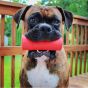 USA-K9 Shot Shell Durable Chew Toy & Treat Dispenser