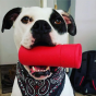 USA-K9 Shot Shell Durable Chew Toy & Treat Dispenser