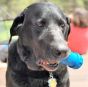Industrial-dog-chew-bone-dog-toy
