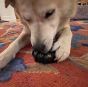 sodapup-black-tyre-with-dog-eating-out-of-it-and-playing-with-it