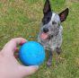 sodapup-wag-ball